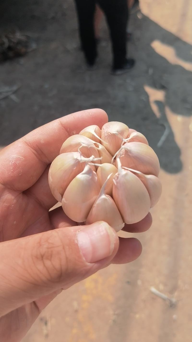 【实力】大蒜紫皮蒜基地供货电商货各种规格蒜现货出口