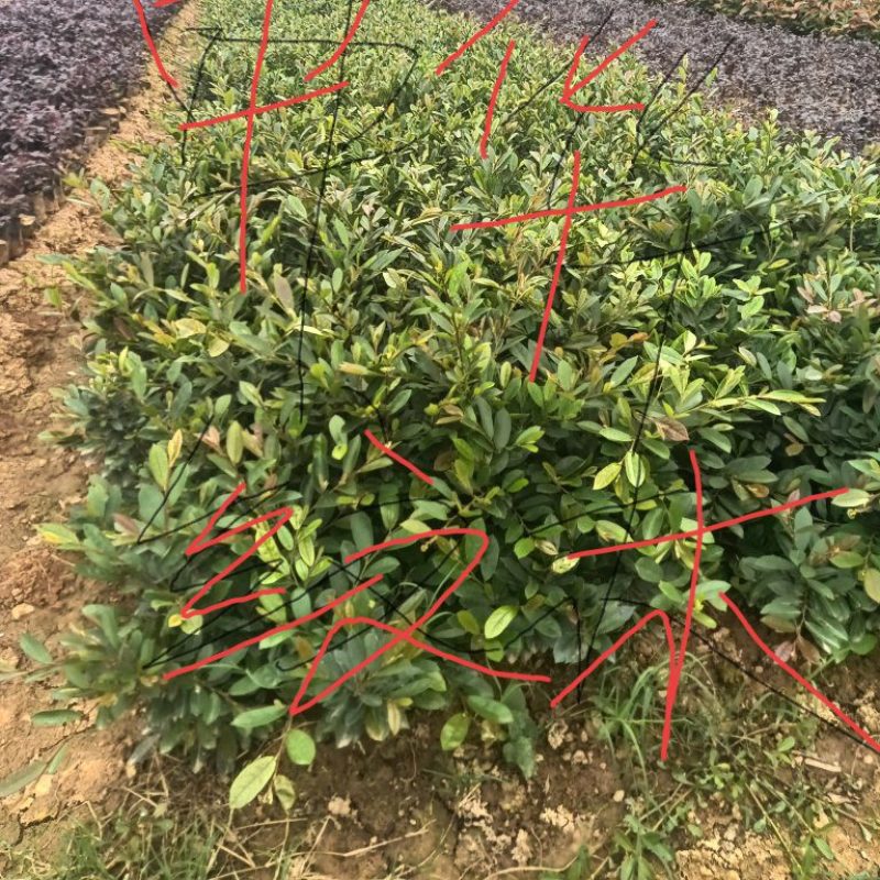 【耐寒耐热】湖北宜昌中华蚊母树苗园林庭院苗绿化工程苗批发
