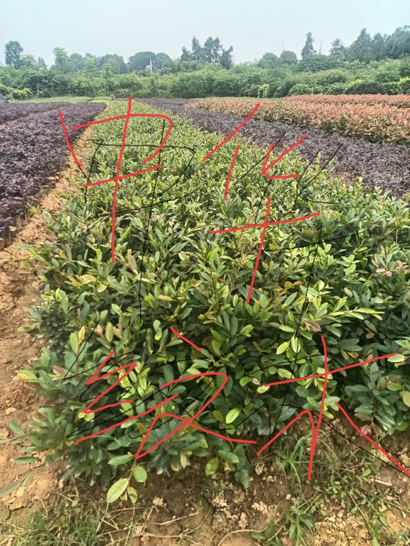 【耐寒耐热】湖北宜昌中华蚊母树苗园林庭院苗绿化工程苗批发