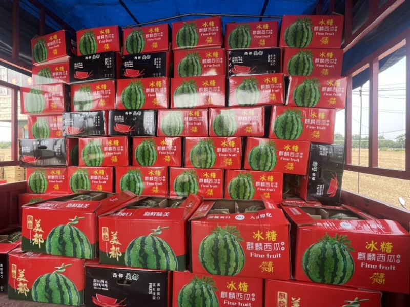 【热】甘肃西瓜平凉无籽美都西瓜糖度高产地直销量大欢迎来电