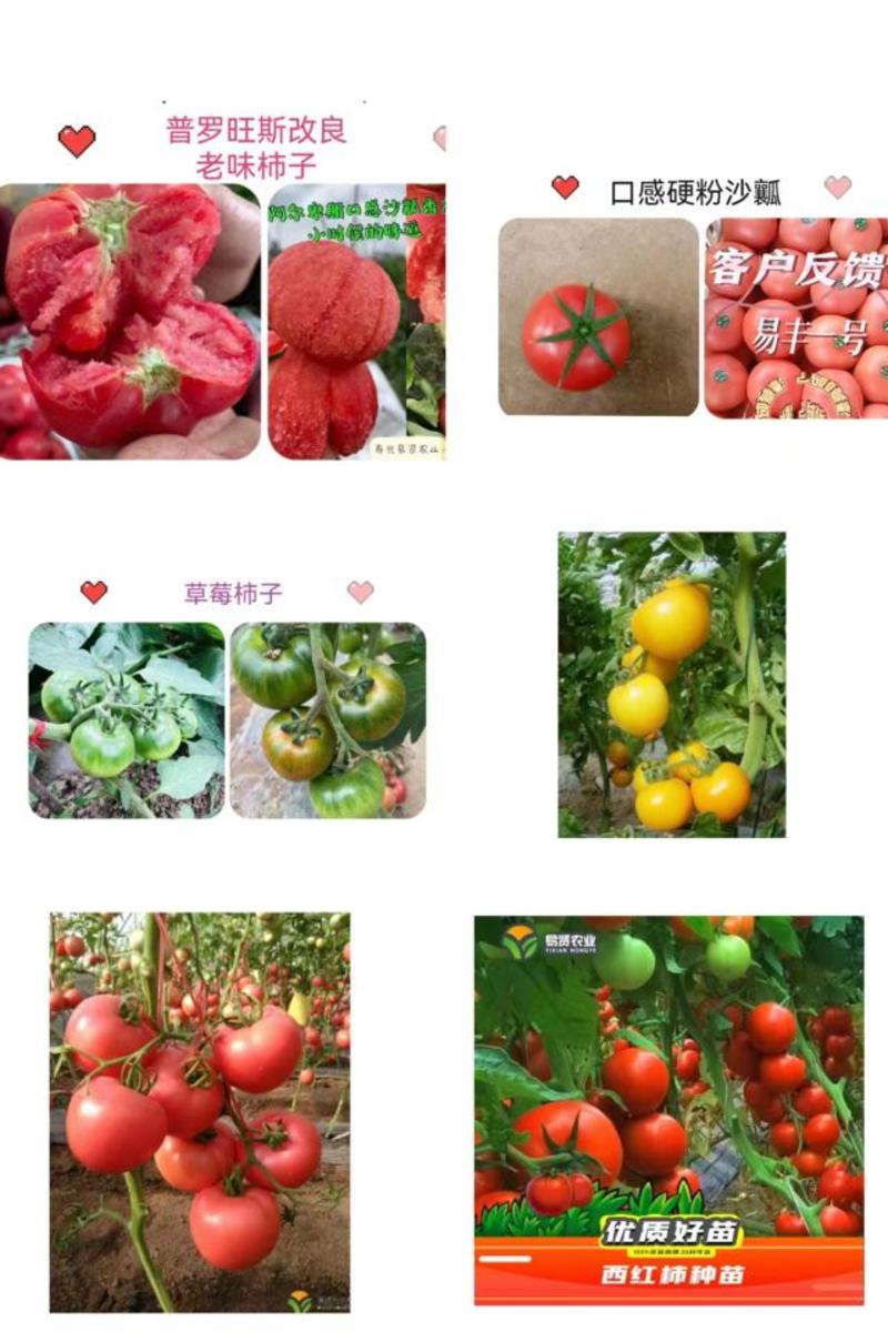 山东潍坊寿光硬粉西红柿种子抗死棵大果早春越夏露天种植突出
