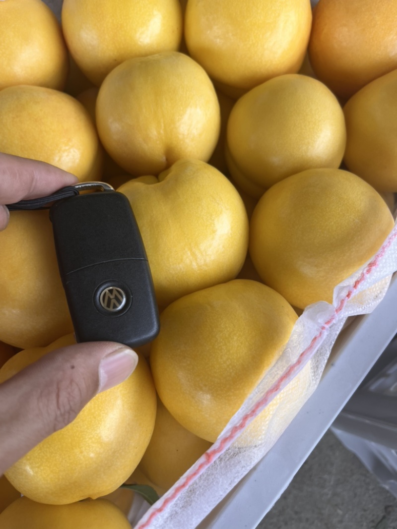 桃子油桃水蜜桃蟠桃油蟠桃全国批发市场电商一件代发专业供应