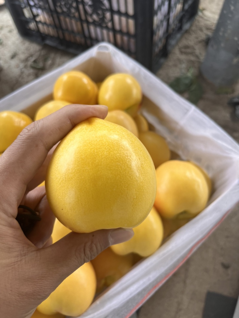 桃子油桃水蜜桃蟠桃油蟠桃全国批发市场电商一件代发专业供应