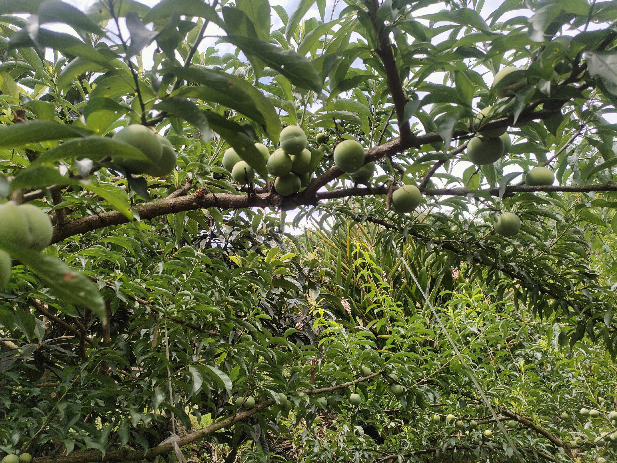 蜂糖李果园