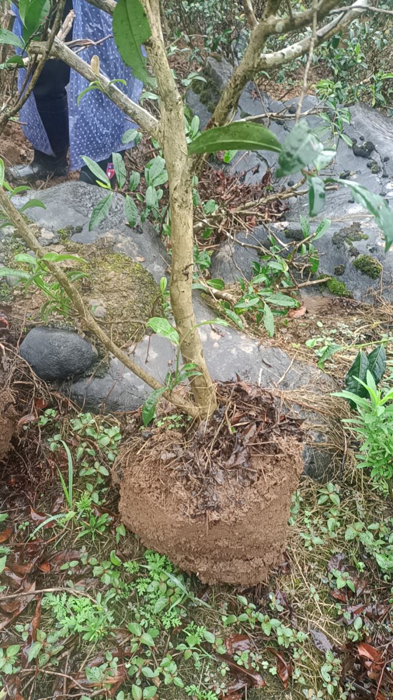 老茶带土球