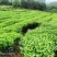 老茶带土球