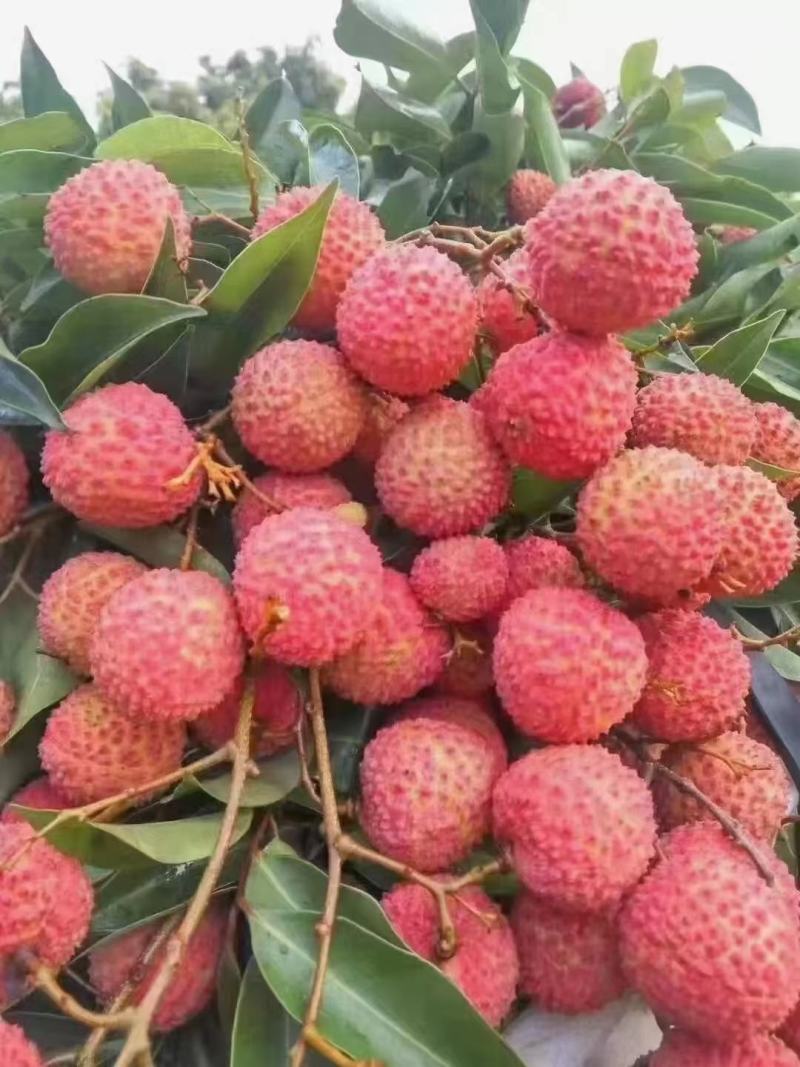 广西桂味荔枝，精品荔枝核小，肉厚，清甜多汁，主产地代收代办