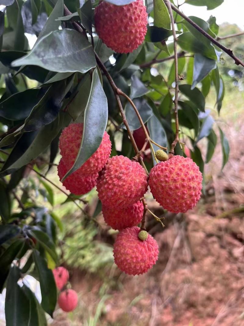 广西桂味荔枝，精品荔枝核小，肉厚，清甜多汁，主产地代收代办