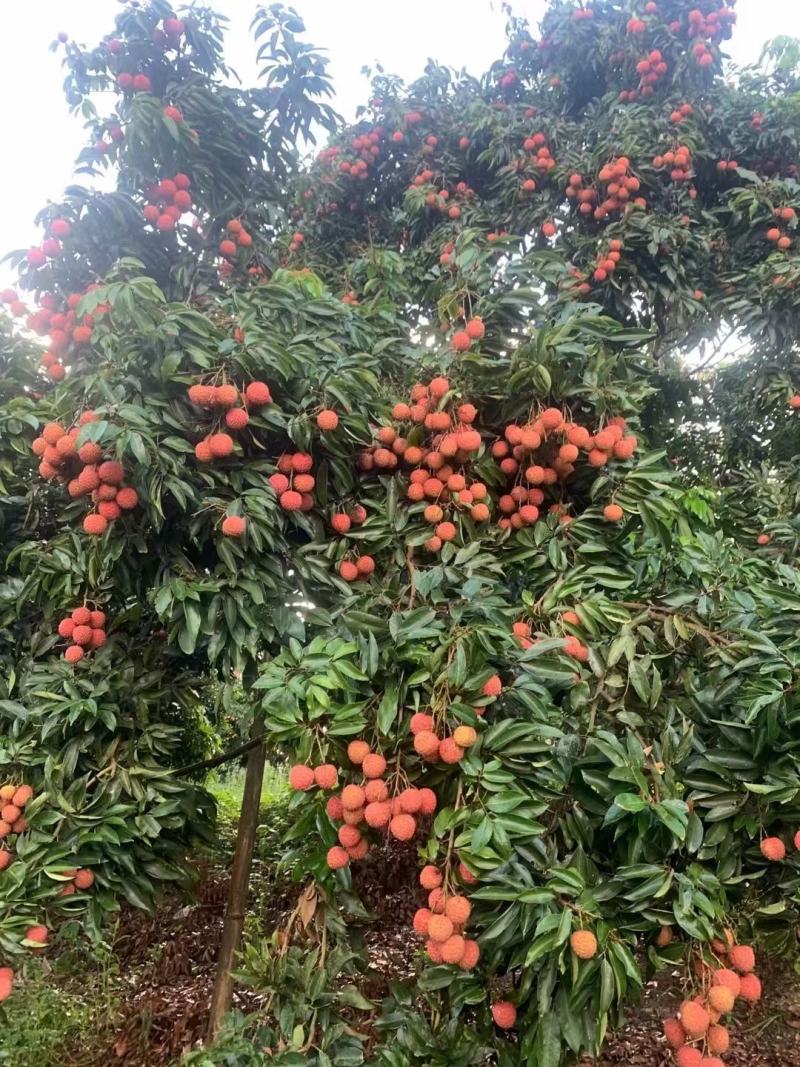 广西桂味荔枝，精品荔枝核小，肉厚，清甜多汁，主产地代收代办