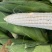 山东莘县糯玉米大量上市