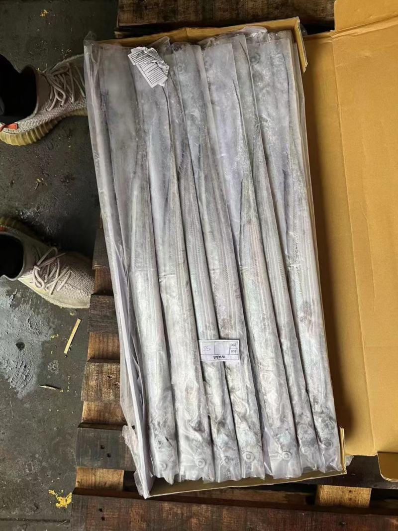 单条套带子钓带保质保量货源充足，连云港直发