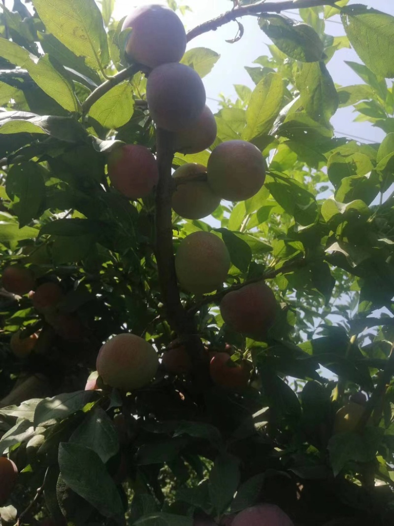 六月紫李子，精品好果，大量有货，需要的老板可以联系，