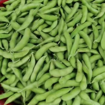精品毛豆大量上市中，基地直供，可以发全国各地市场