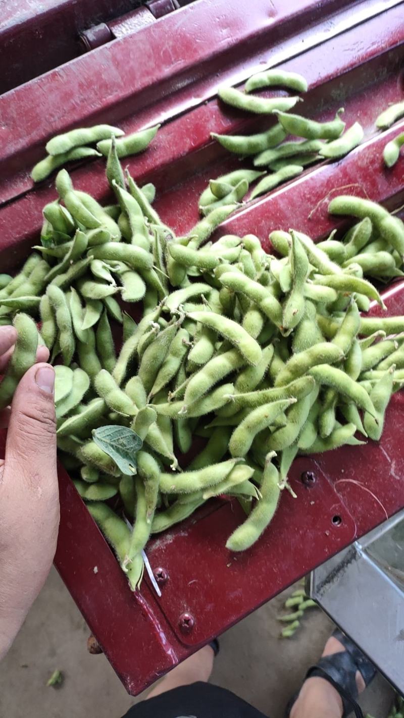 精品毛豆大量上市中，基地直供，可以发全国各地市场