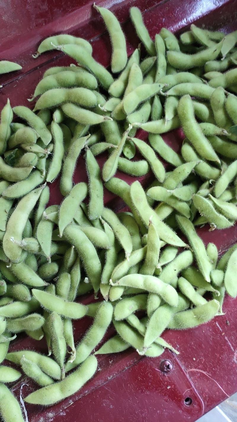 精品毛豆大量上市中，基地直供，可以发全国各地市场