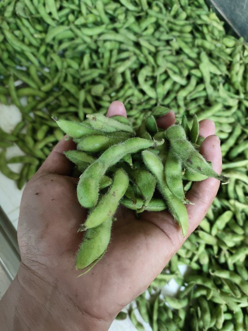 精品毛豆大量上市中，基地直供，可以发全国各地市场