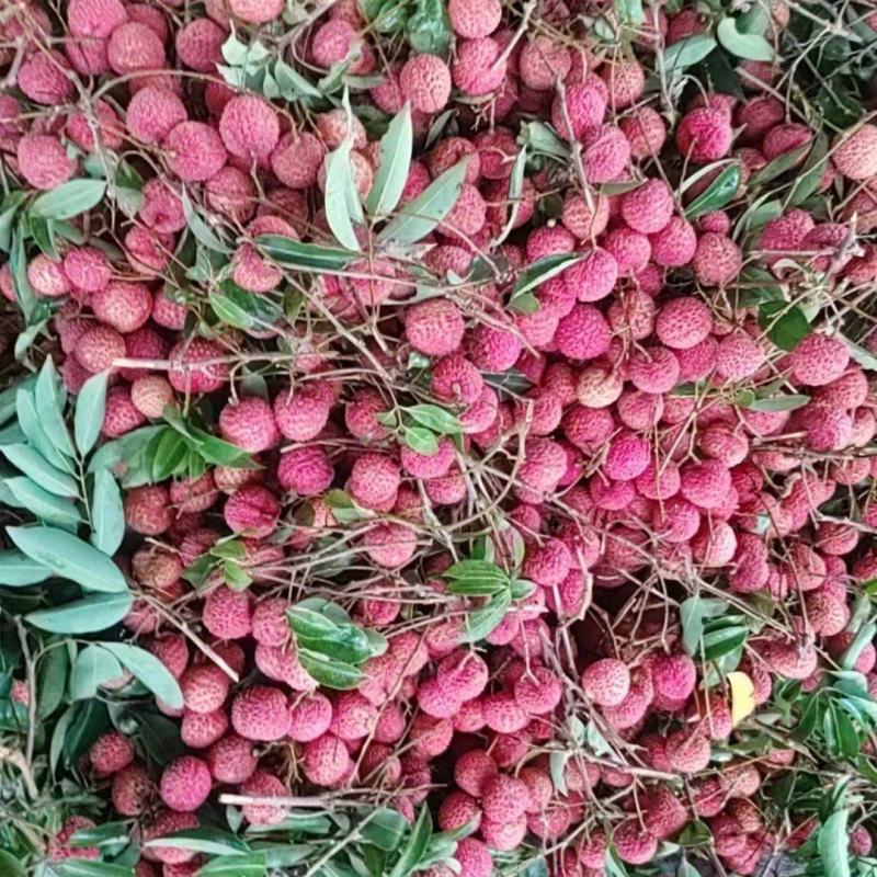 广西桂味