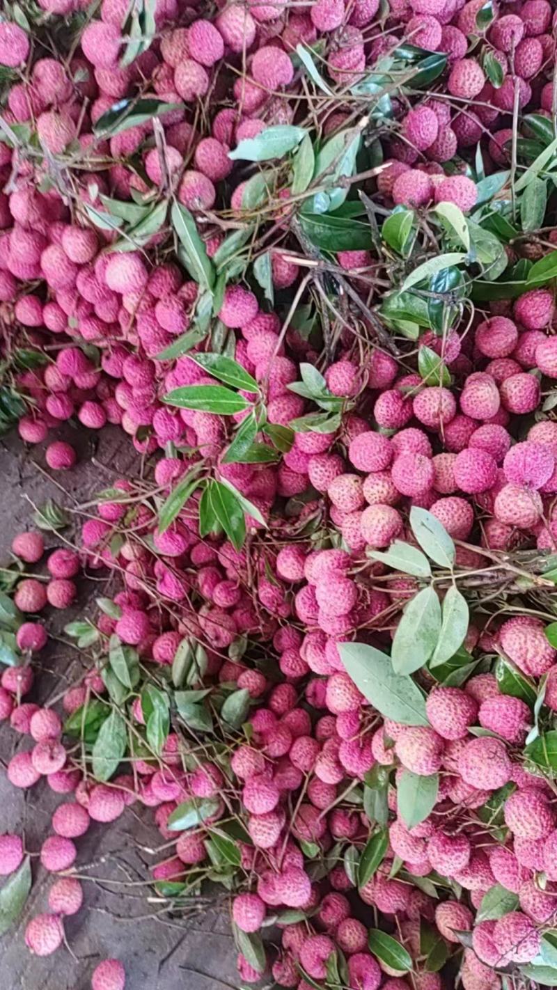 广西桂味