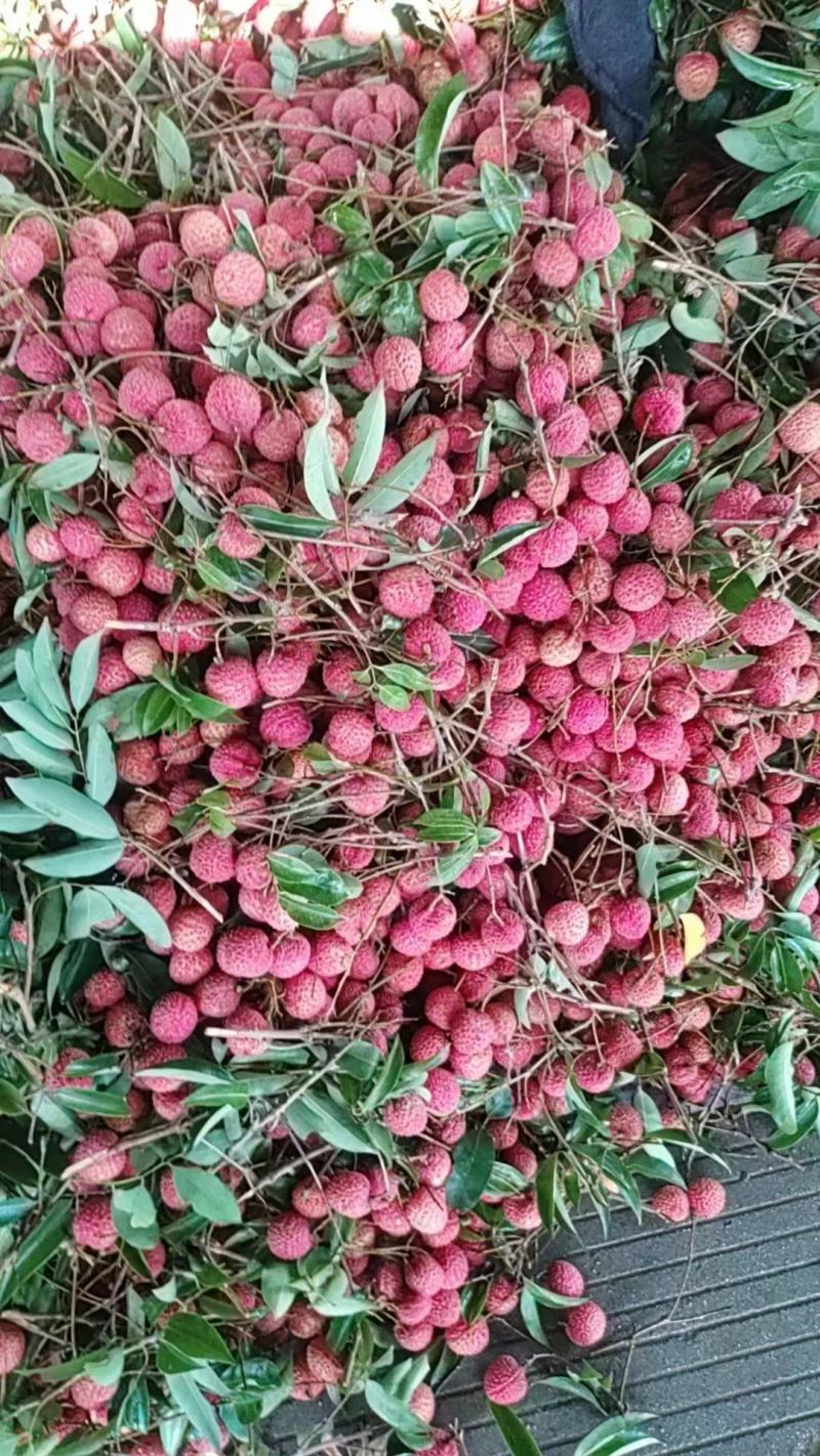 广西桂味