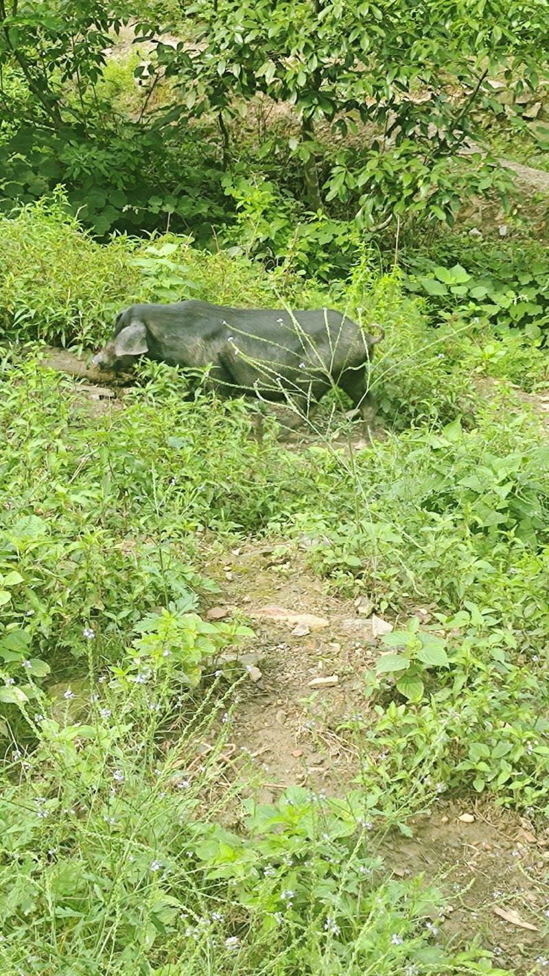 大围子生态黑猪肉