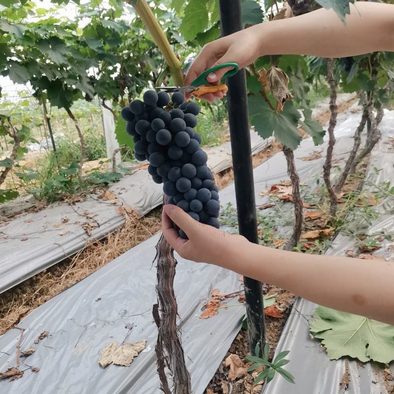 葡萄