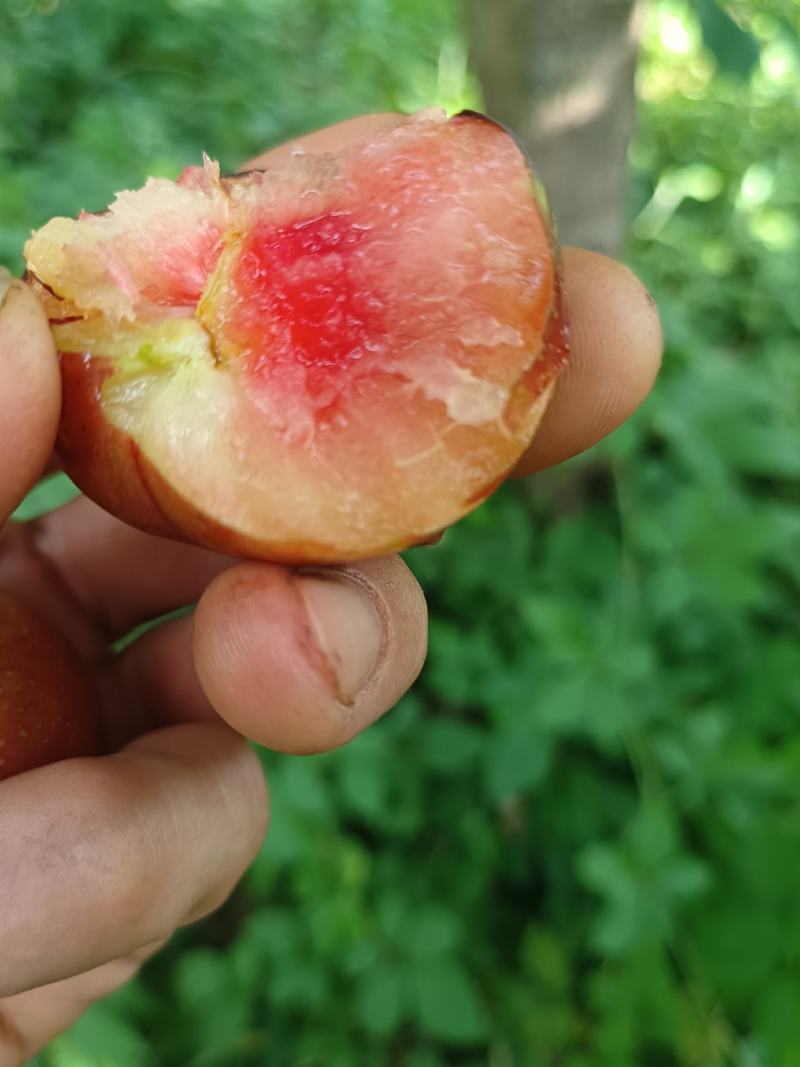 澳洲红肉李