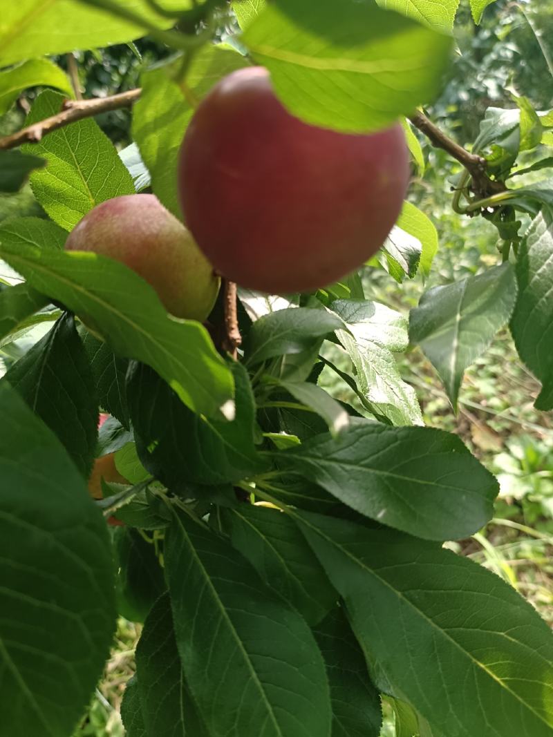 澳洲红肉李