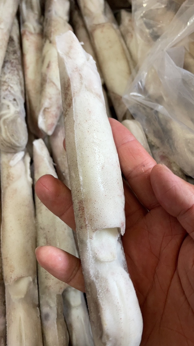 笔管鱼海兔单冻笔管鱼籽乌鱿鱼产地直发加州笔管鱼