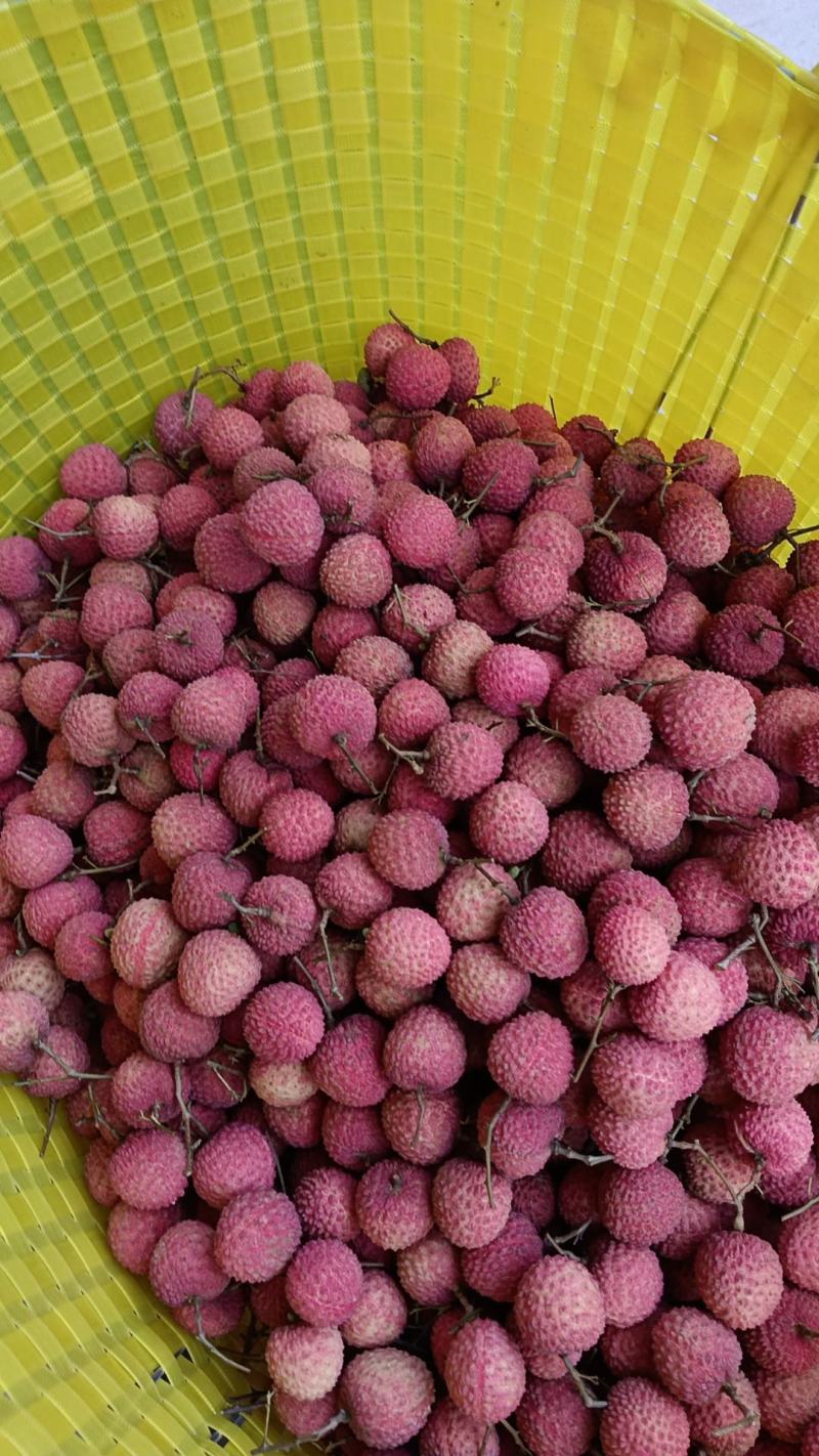 广西钦州灵山桂味