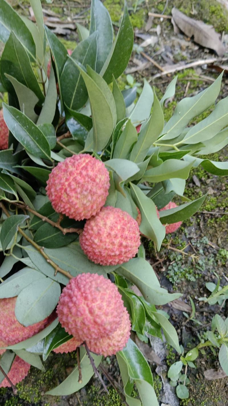 广西钦州灵山桂味