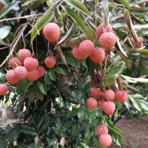 广西钦州灵山桂味