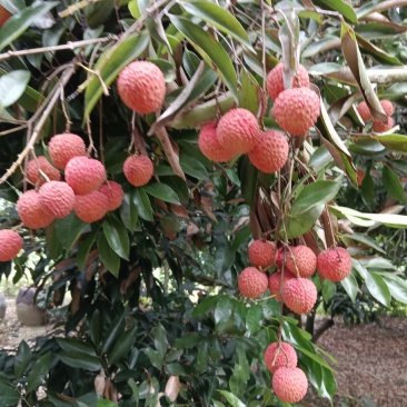 广西钦州灵山桂味
