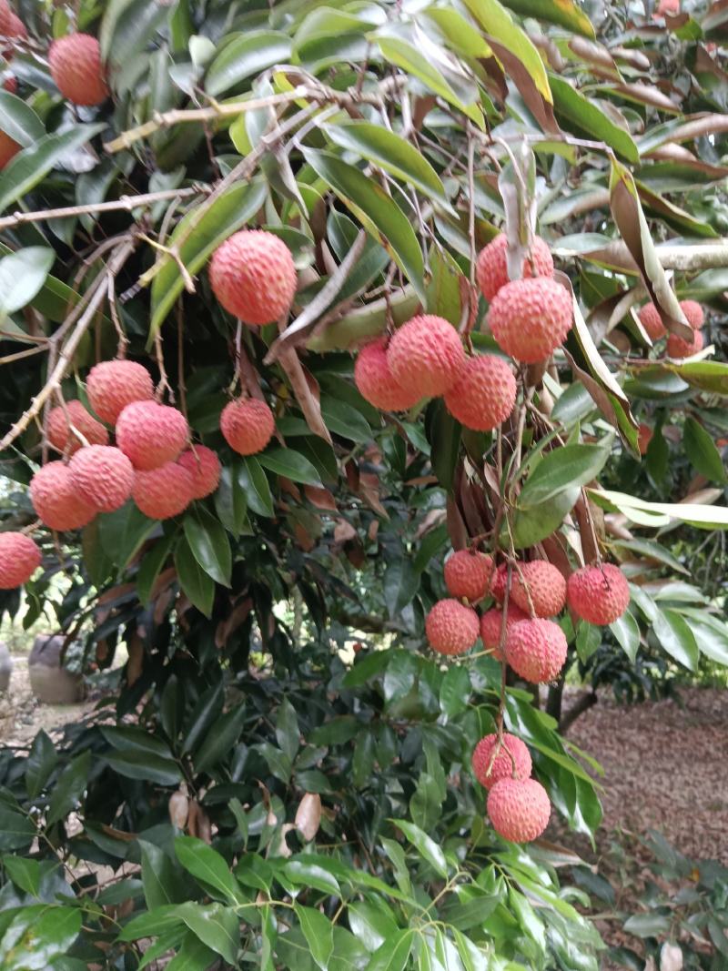 广西钦州灵山桂味