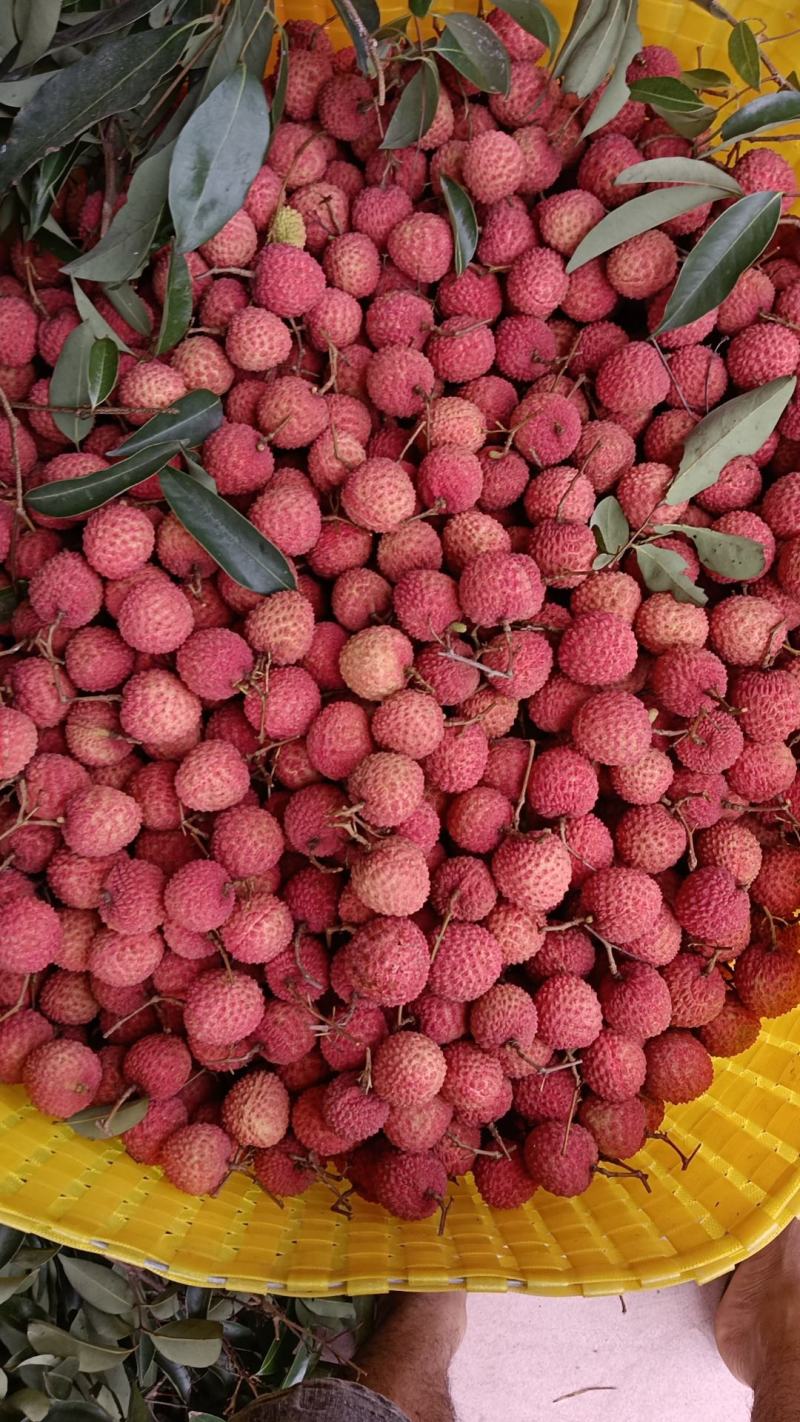 广西钦州灵山桂味