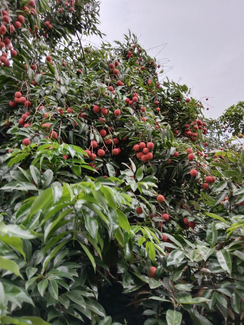 广西钦州灵山桂味