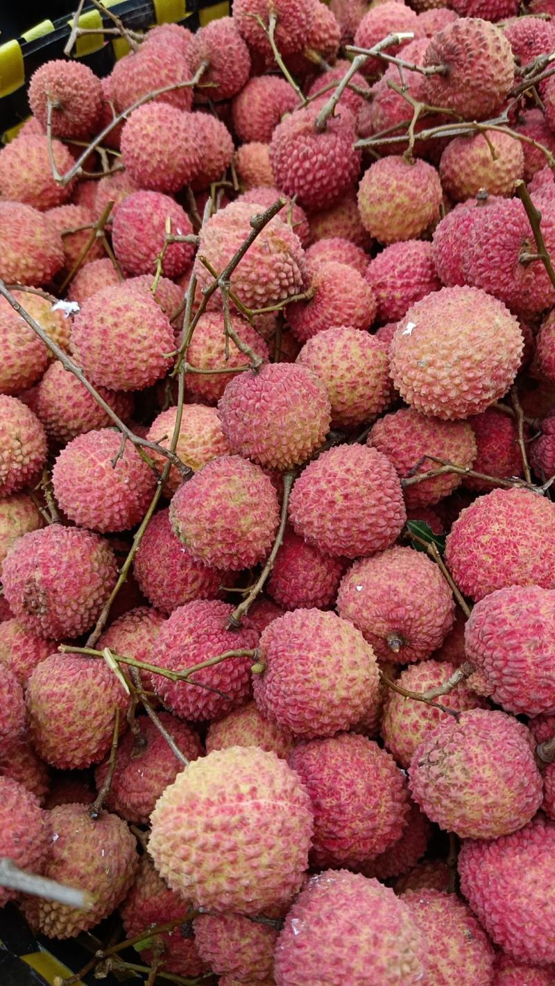 广西钦州灵山桂味