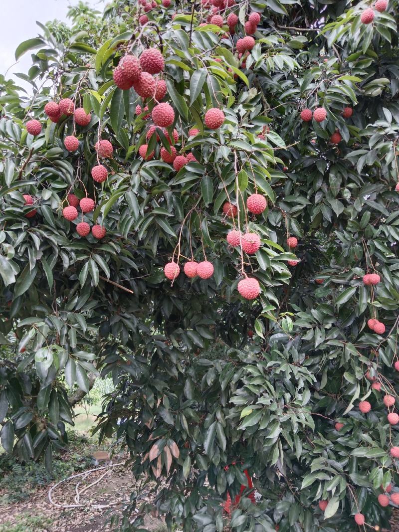 广西钦州灵山桂味
