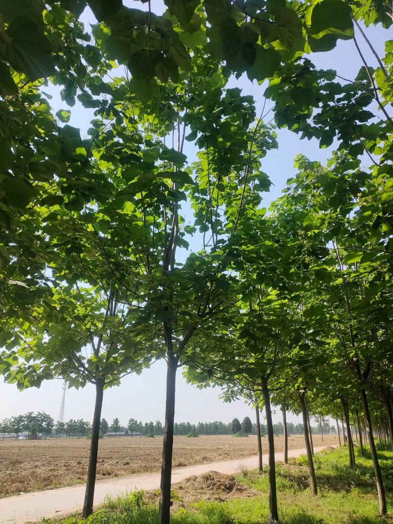 梓树，梓树10公分，12公分梓树，太康梓树价格