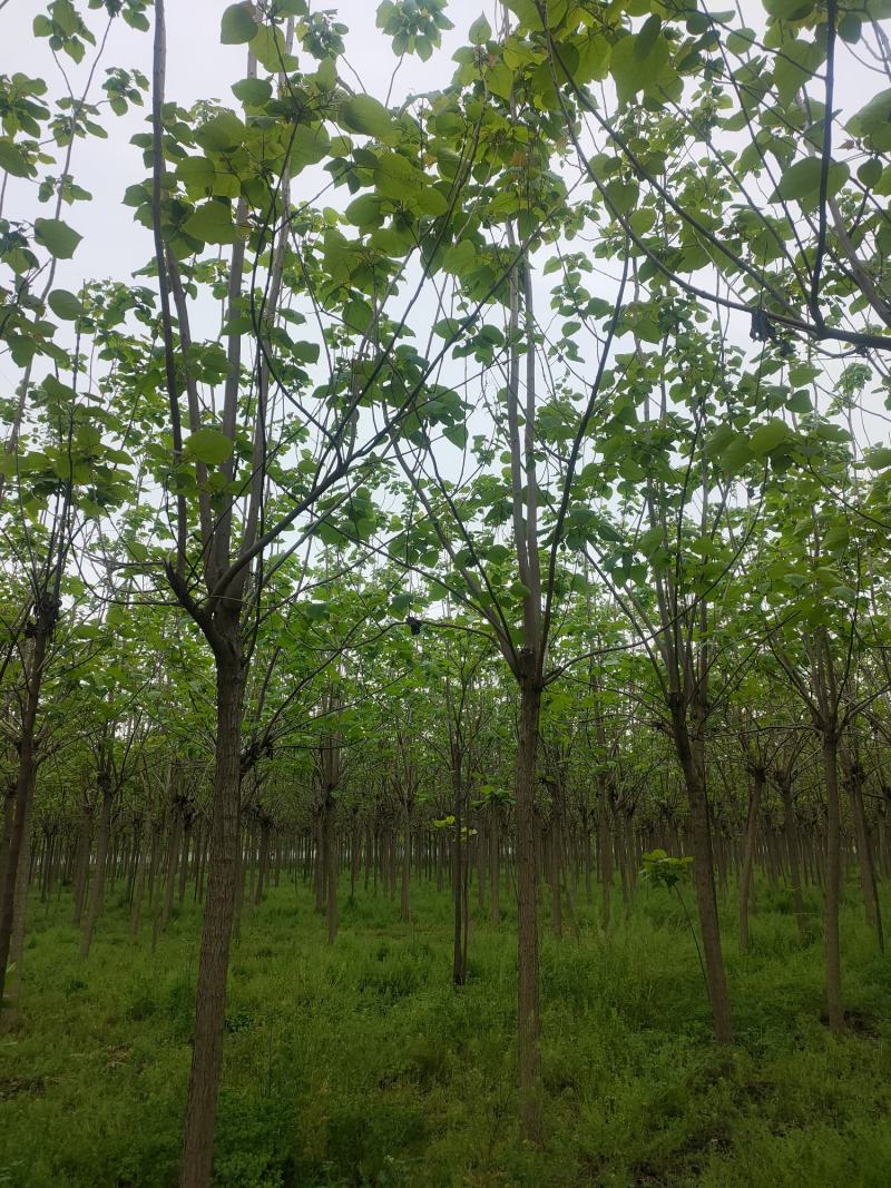 梓树，梓树10公分，12公分梓树，太康梓树价格
