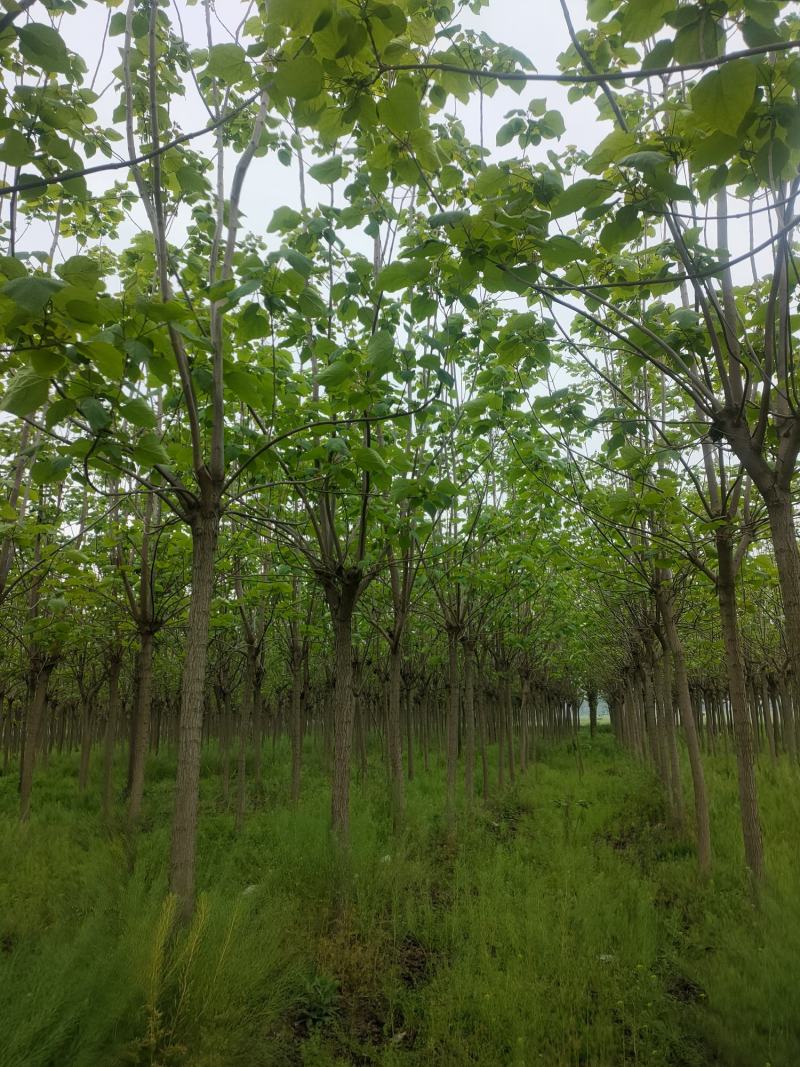 梓树，梓树10公分，12公分梓树，太康梓树价格
