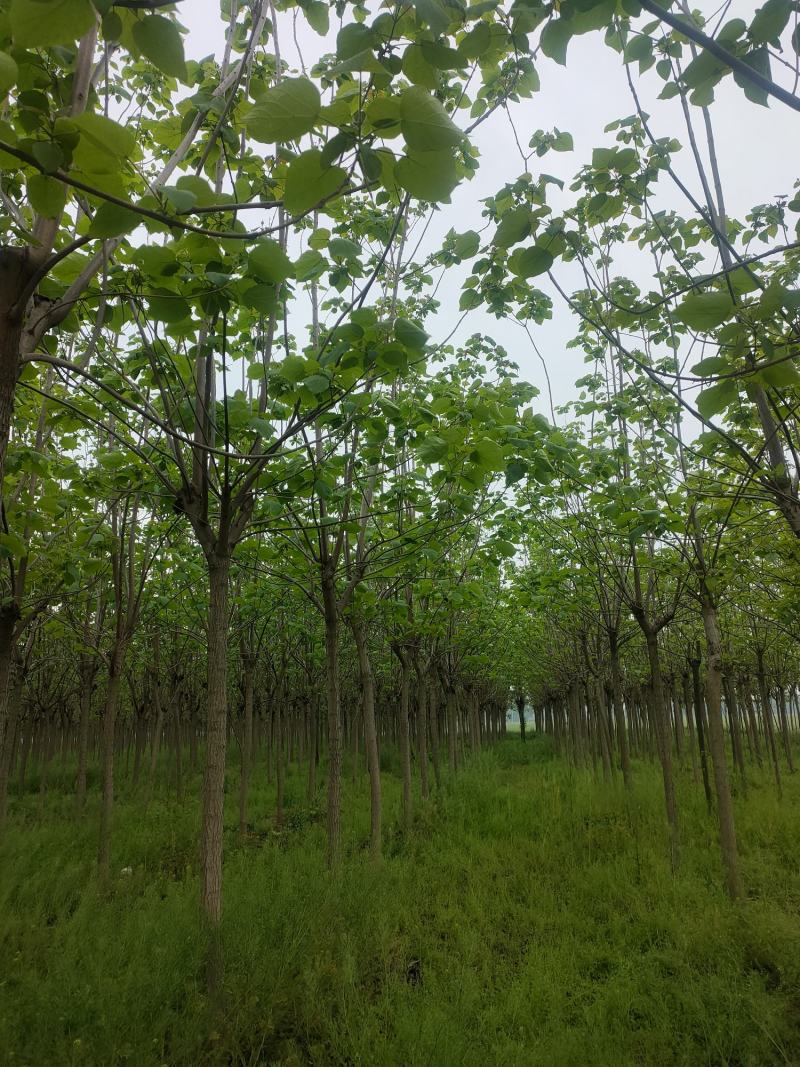 梓树，梓树10公分，12公分梓树，太康梓树价格
