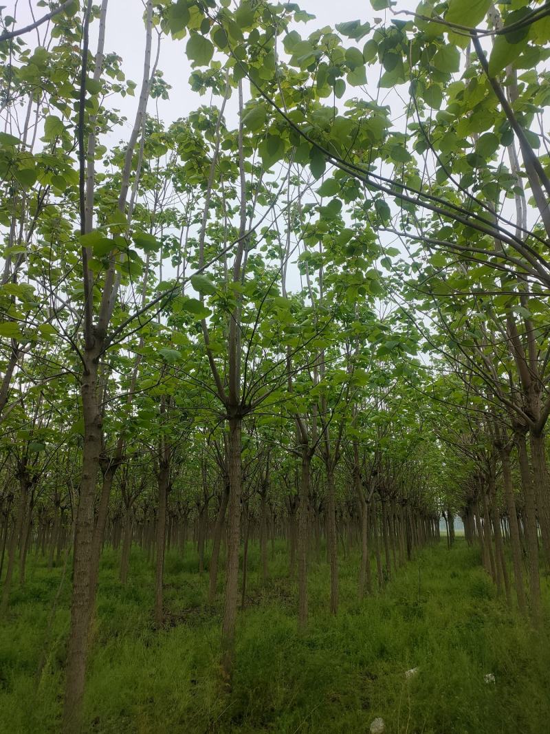 梓树，梓树10公分，12公分梓树，太康梓树价格