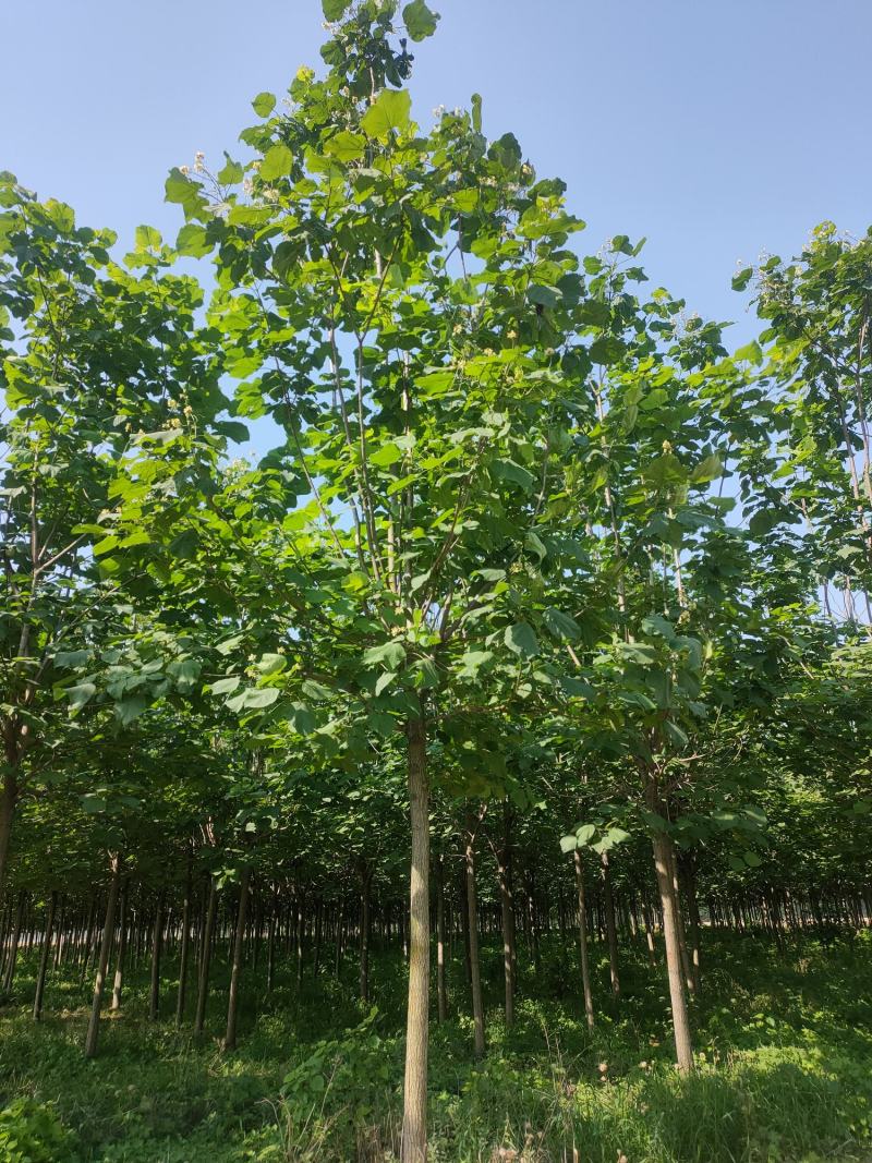 梓树，梓树10公分，12公分梓树，太康梓树价格