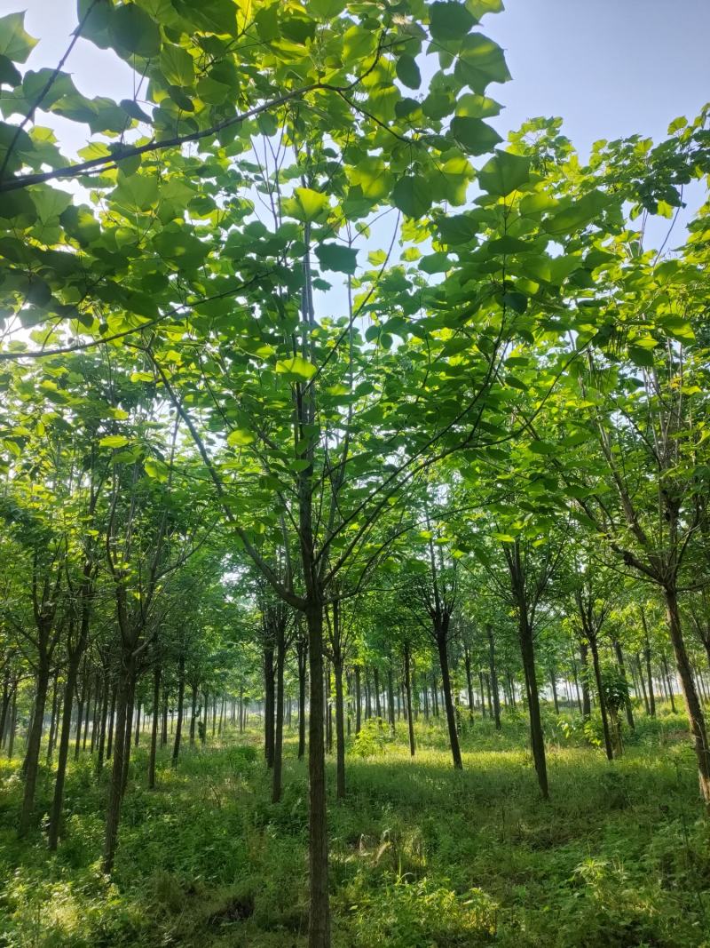 梓树，梓树10公分，12公分梓树，太康梓树价格