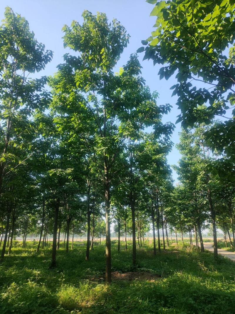 梓树，梓树10公分，12公分梓树，太康梓树价格