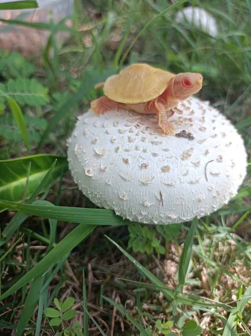 变异巴西龟，金粉基因变异巴西，黄金色巴西龟苗