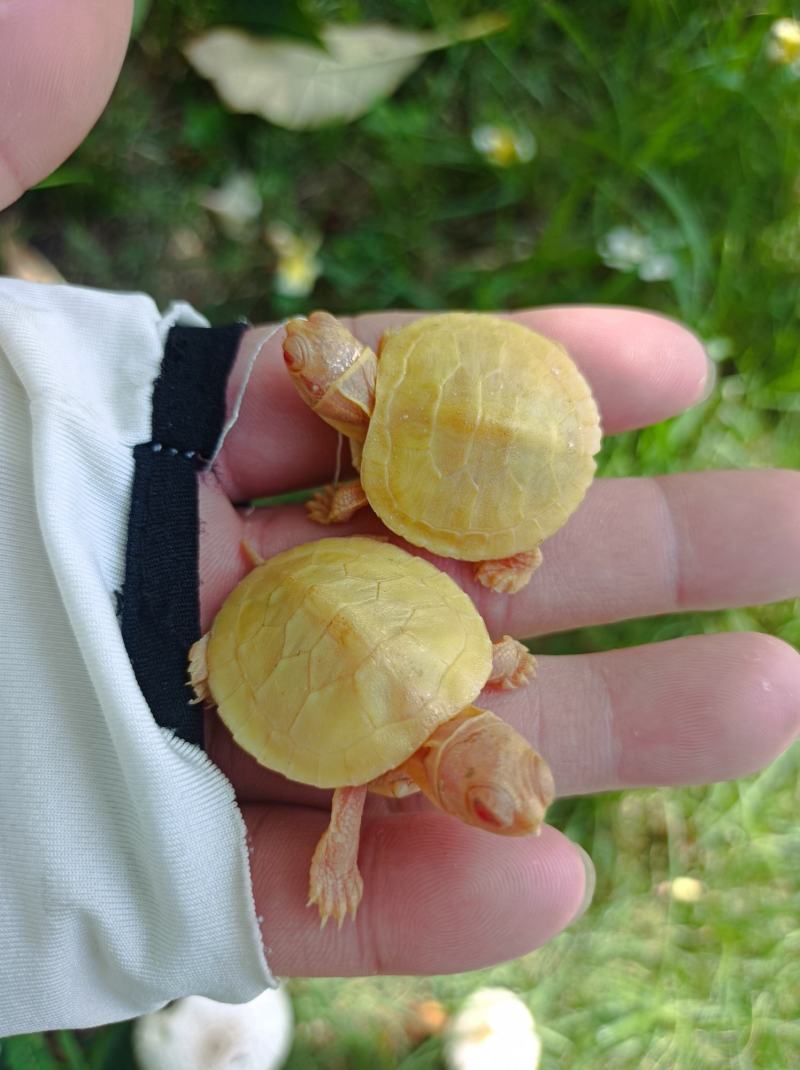 变异巴西龟，金粉基因变异巴西，黄金色巴西龟苗
