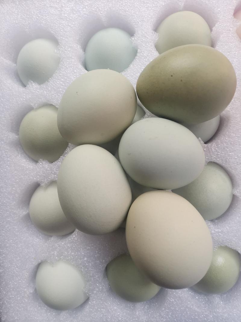 有机、富晒鸡蛋（绿壳、有机认证），对接批发等