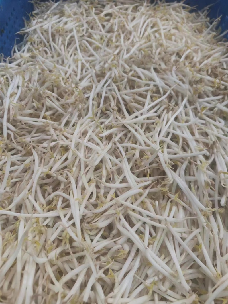 豆芽