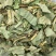 金钱草广金钱草中药材大叶金钱草金钱草化溶5OO克包邮